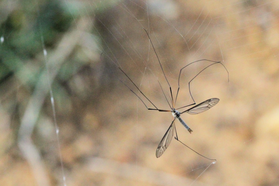 Crane Fly (zc) (Tipulidae sp)